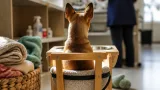 Milo, le Chihuahua qui a retrouvé des forces grâce à une chaise adaptée