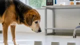 Un test ludique pourrait repérer plus tôt le déclin cognitif chez le chien