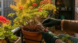Hiverner les géraniums : le geste simple à faire avant le gel
