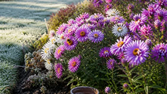 Les asters d’automne prolongent les floraisons et offrent du nectar avant l’hiver